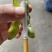 精品高山毛豆，已经开采！需要的老板欢迎咨询！