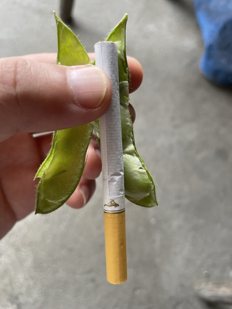 精品高山毛豆，已经开采！需要的老板欢迎咨询！