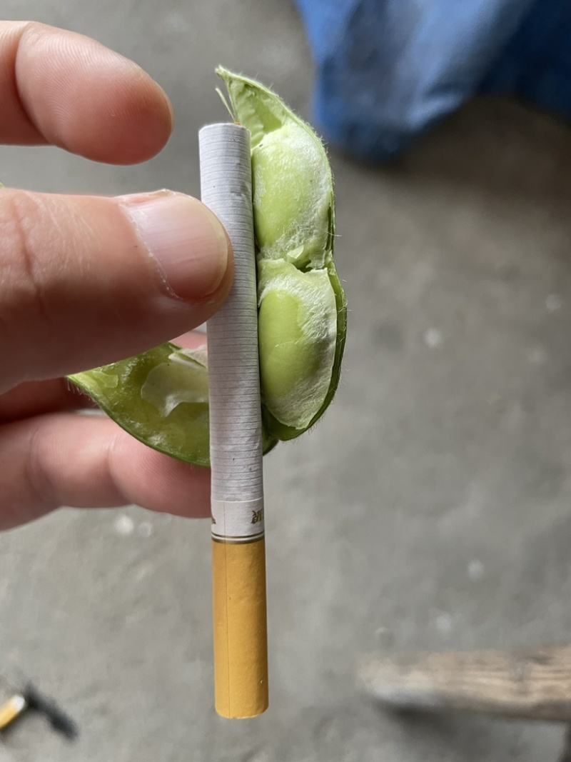 精品高山毛豆，已经开采！需要的老板欢迎咨询！