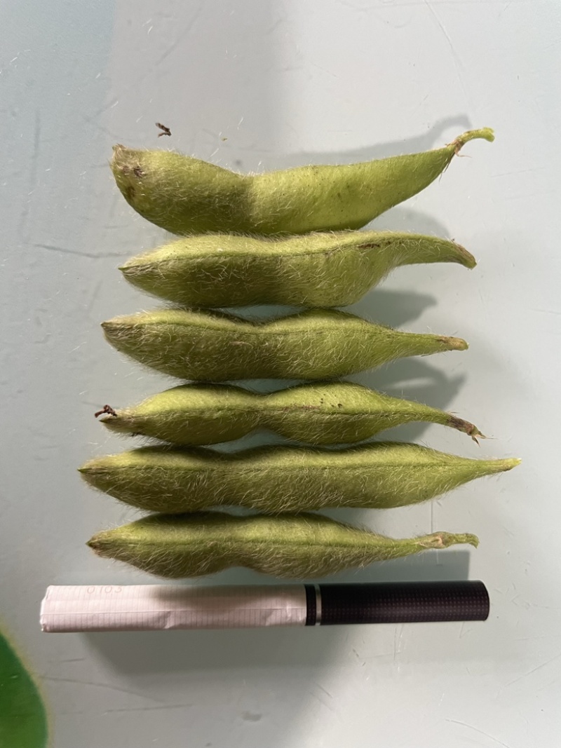精品高山毛豆，已经开采！需要的老板欢迎咨询！