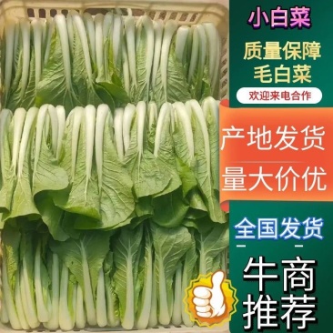 【荐】南通奶白菜精品小白菜视频看货大量供应发货全国