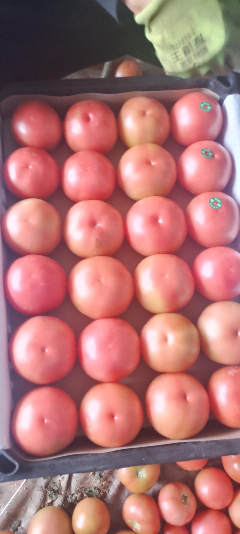 宁夏银川一粉西红柿，大量大货有需要的随时联系