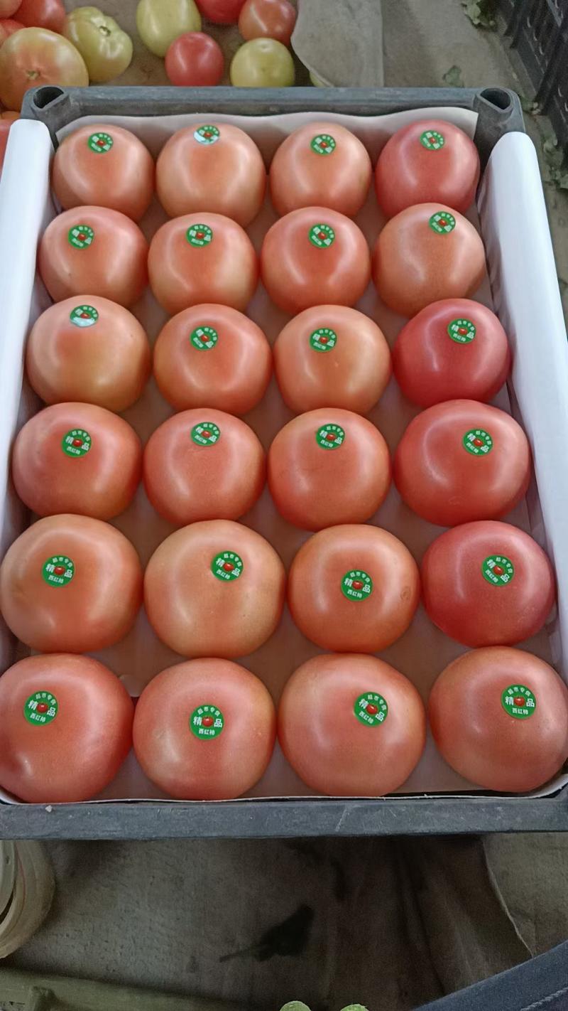 宁夏银川一粉西红柿，大量大货有需要的随时联系