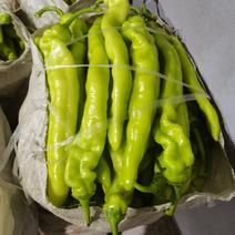 山东昌乐各种辣椒大量上市，保质保量，产地直发，欢迎发财