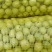青枣