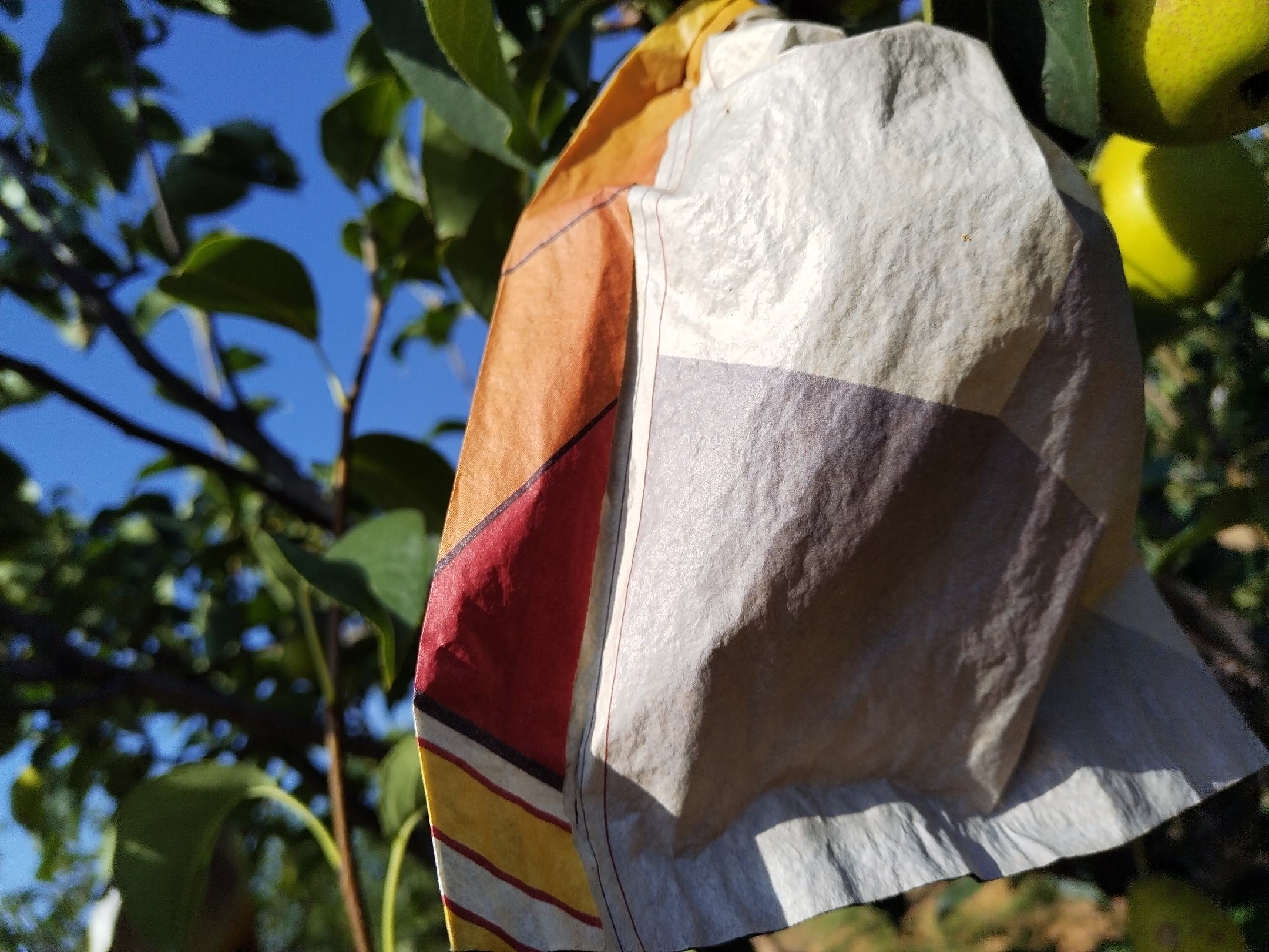 图片说明:秋季密云酥梨采摘现场,工人正在挑选成熟果实进行采摘 酥梨采摘季节的果园