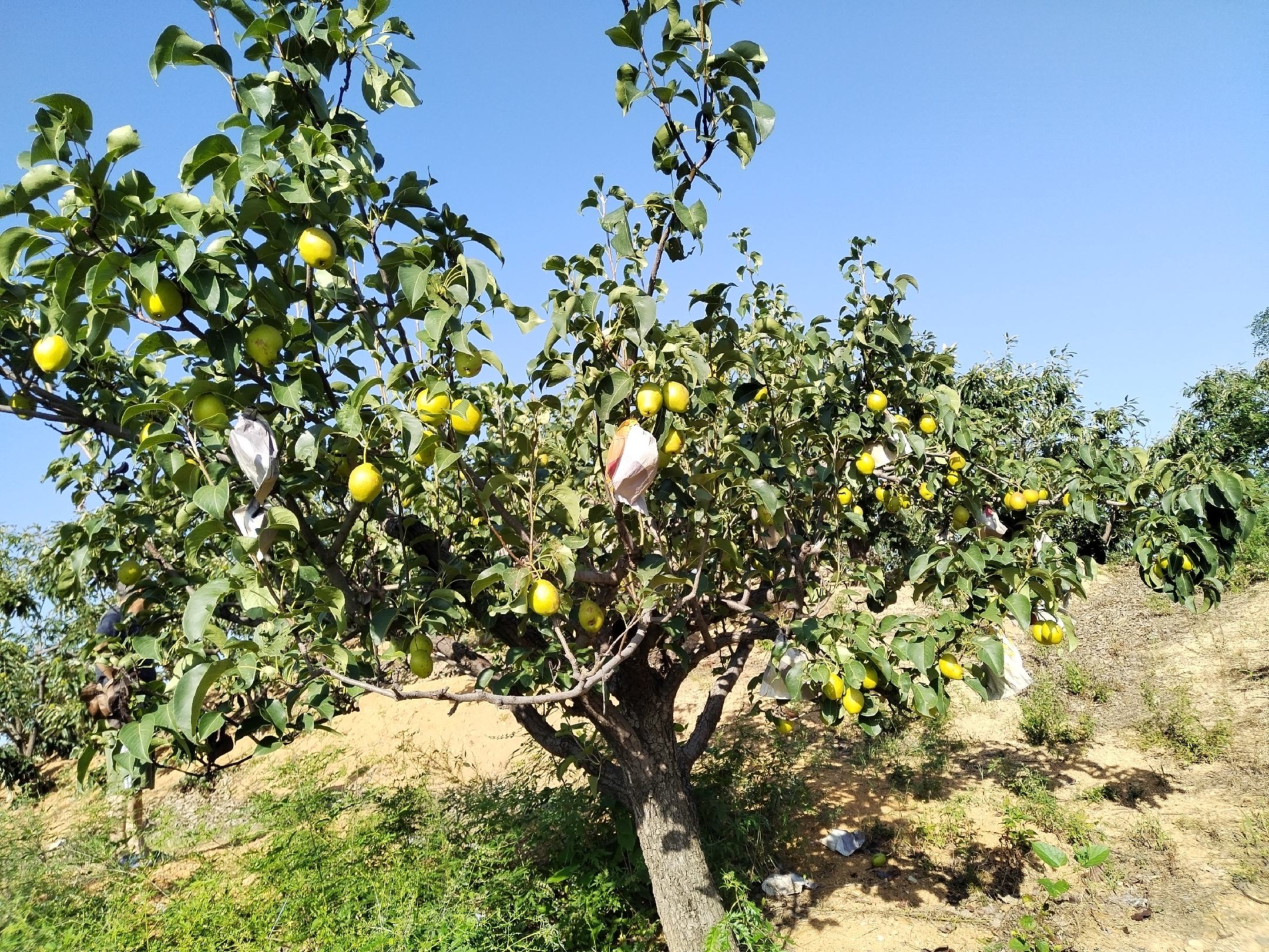 红宝酥梨种植园