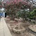 异形紫薇
