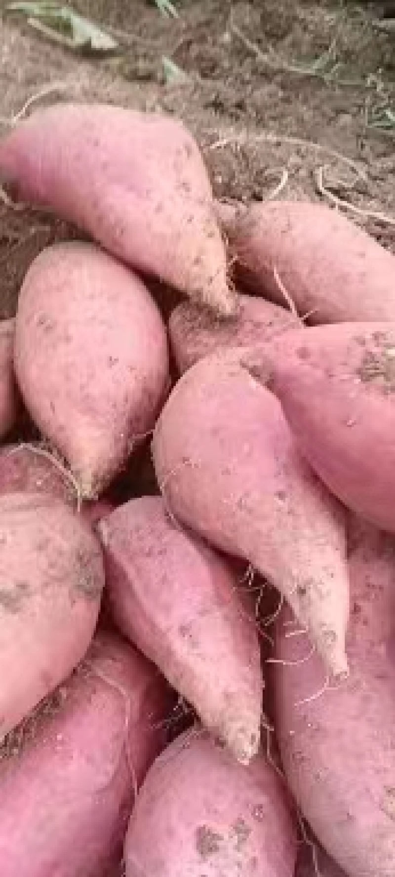 西瓜红