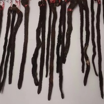 大芸肉苁蓉锁阳