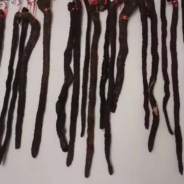 大芸肉苁蓉锁阳