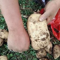正宗的威宁土豆V7，一年上几千吨
