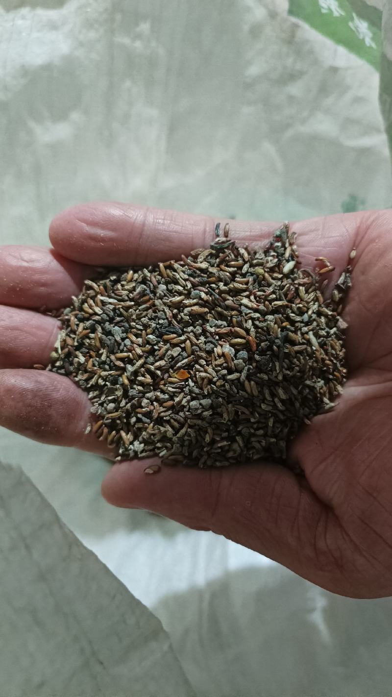 淫羊藿籽