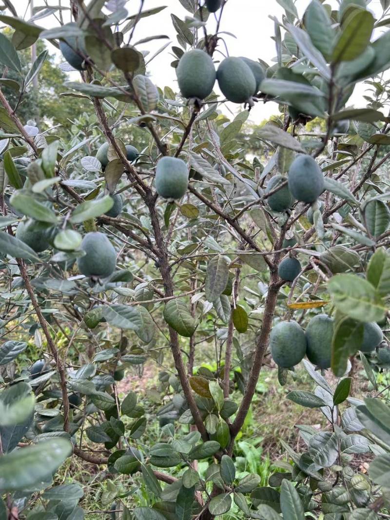 菲油果苗