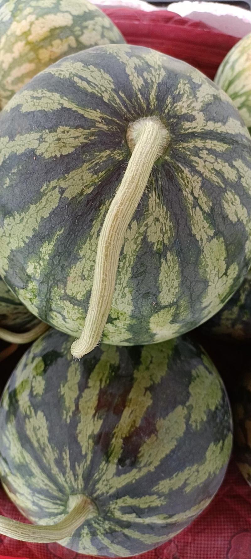 云南无籽麒麟西瓜，产地直发，货源充足，价格合理，