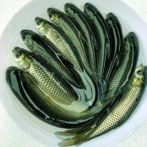 草鱼苗，新一代高密度养殖鱼种，