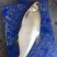 柳叶鳊鱼苗，翘嘴鳊鱼苗，江扁鱼苗，一斤10尾左右