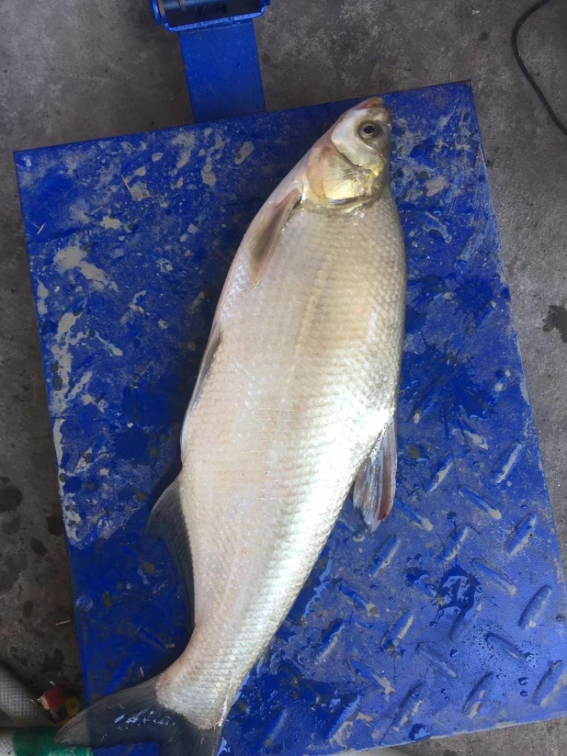 柳叶鳊鱼苗，翘嘴鳊鱼苗，江扁鱼苗，一斤10尾左右