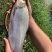 柳叶鳊鱼苗，翘嘴鳊鱼苗，江扁鱼苗，一斤10尾左右