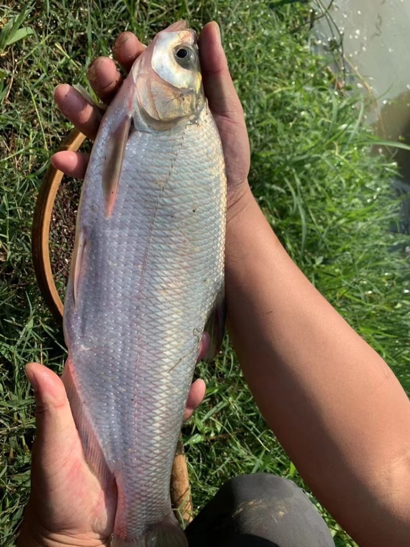 柳叶鳊鱼苗，翘嘴鳊鱼苗，江扁鱼苗，一斤10尾左右