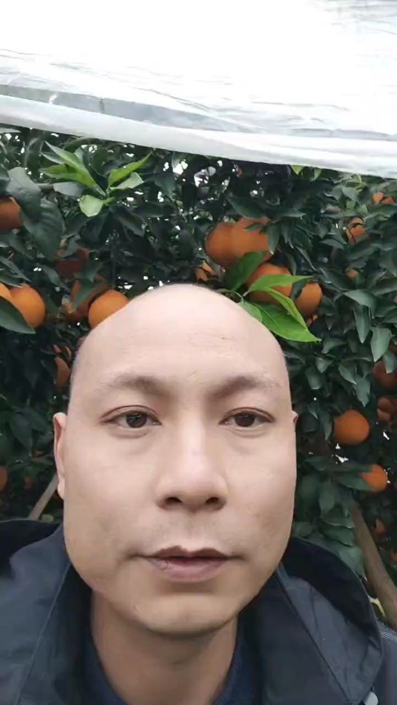 四川产地直销沃柑，规格齐全，质量保证，货源充足。