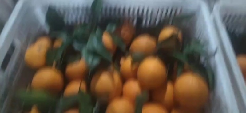 四川产地直销沃柑，规格齐全，质量保证，货源充足。