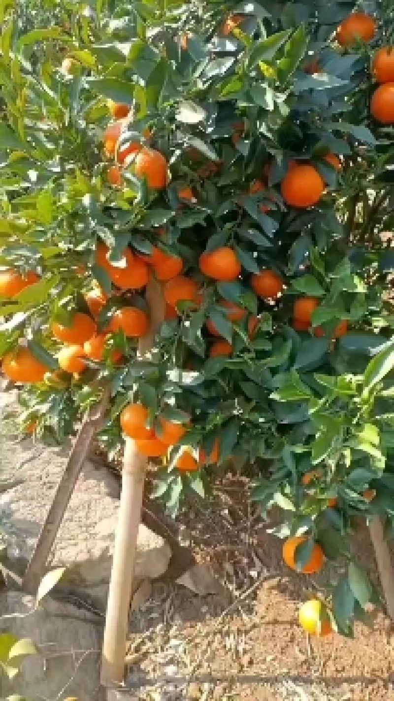四川产地直销沃柑，规格齐全，质量保证，货源充足。