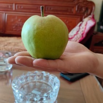 玉露香梨大量上市，量大从优，欢迎各位来电咨询
