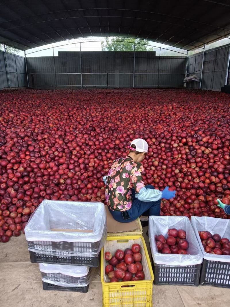 甘肃礼县精品花牛苹果大量供应各型号齐全价格实惠