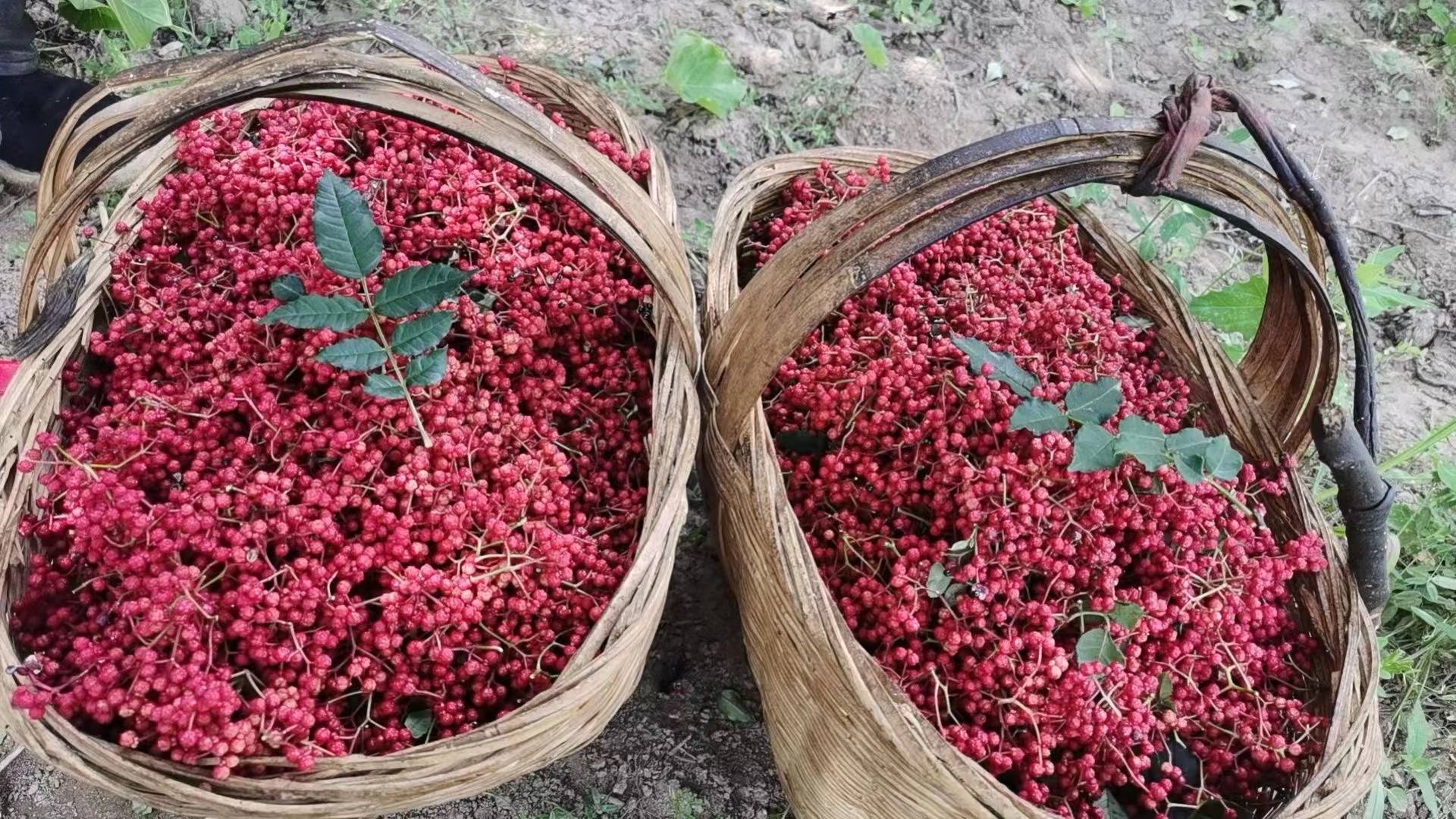 一位身穿民族服饰的中年妇女站在花椒树旁,手持竹篮,正用手小心地从树干上摘下一束绿色寄生草,动作轻柔,周围是成熟的红花椒果穗,地面覆盖落叶,体现人与自然和谐共处的采集中药场景 村民正在采摘花椒树上的寄生草