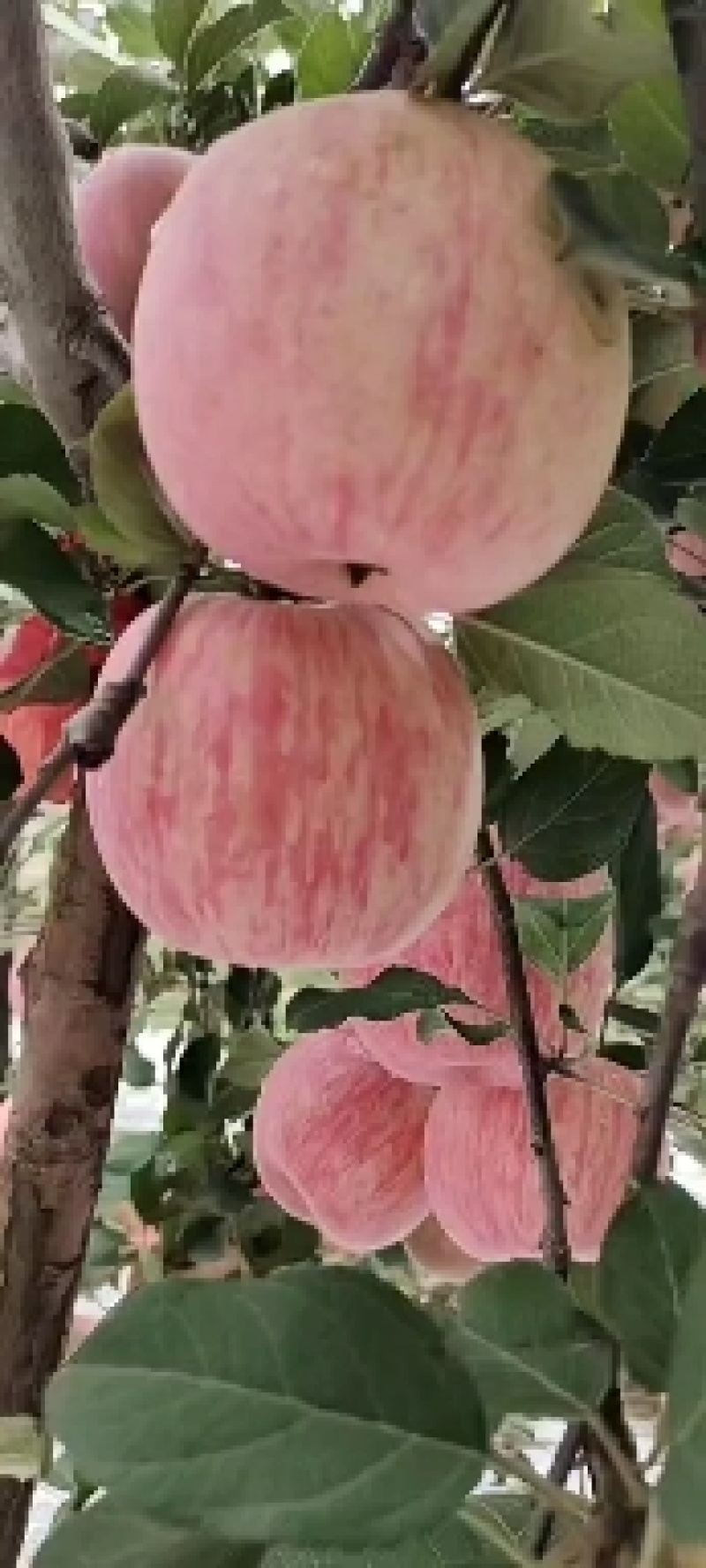 陕西苹果白水苹果红富士苹果，诚信共赢，欢迎来电咨询