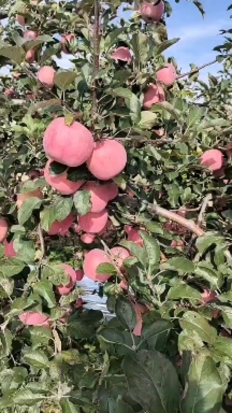 陕西苹果白水苹果红富士苹果，诚信共赢，欢迎来电咨询