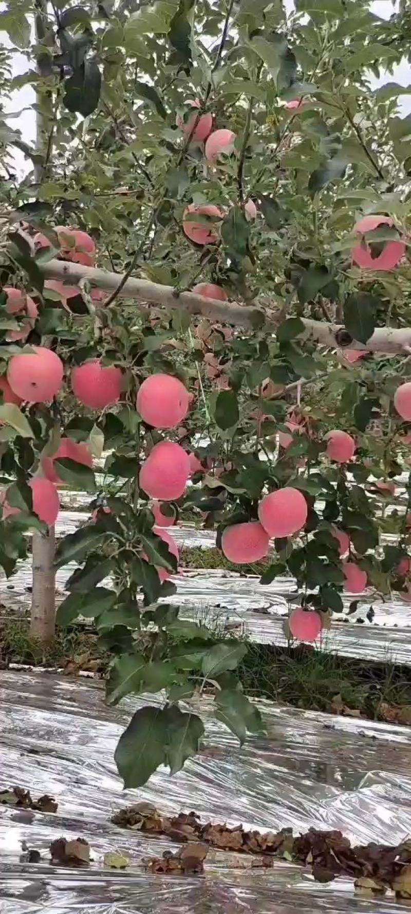 陕西苹果白水苹果红富士苹果，诚信共赢，欢迎来电咨询