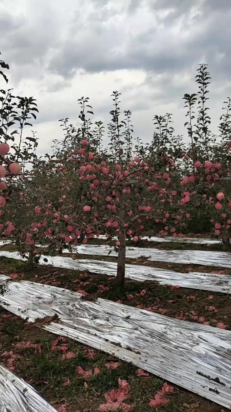陕西苹果白水苹果红富士苹果，诚信共赢，欢迎来电咨询
