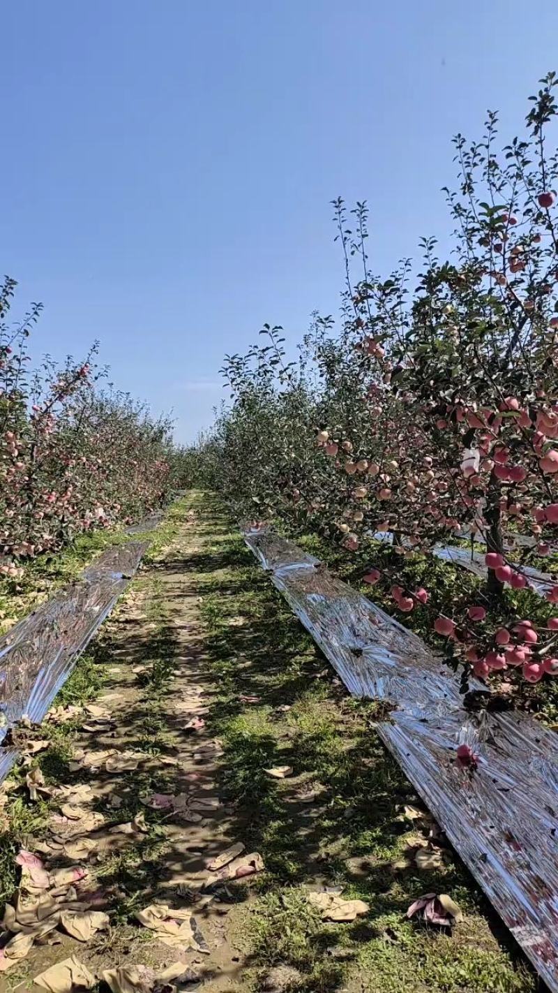 陕西苹果白水苹果红富士苹果，诚信共赢，欢迎来电咨询