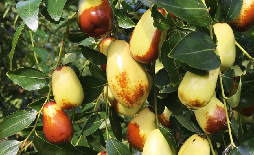 一片郁郁葱葱的贵妃大青枣果园,树上挂满翠绿色的大型青枣果实,阳光透过叶片洒在果面,果皮光滑有光泽,部分果实已成熟呈黄绿色,果农正在田间查看生长情况 贵妃大青枣果园实景图