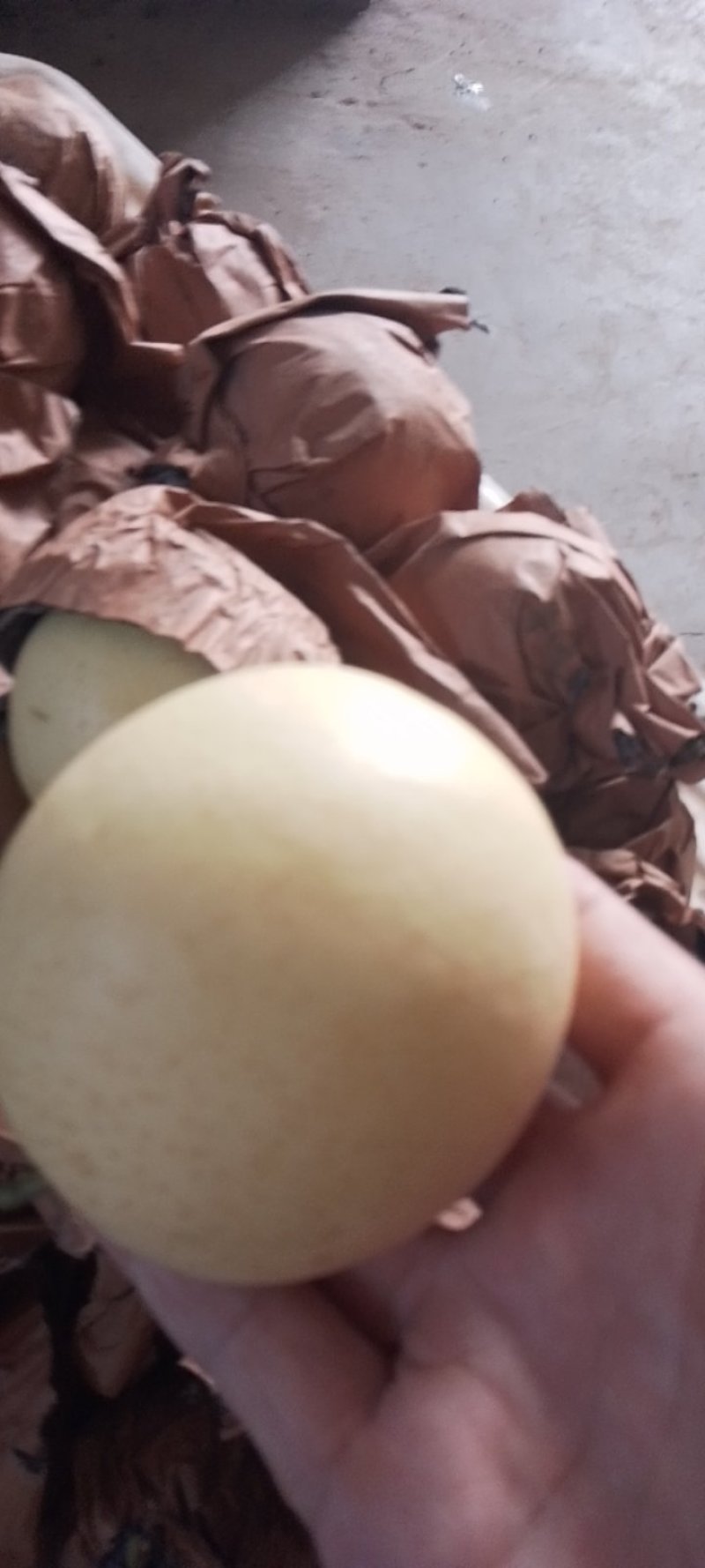 皇冠梨