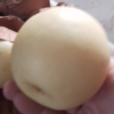 皇冠梨