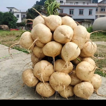 广西桂林凉薯