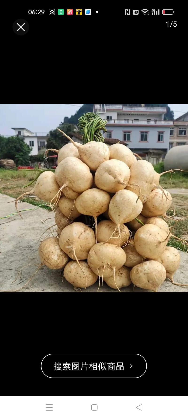 广西桂林凉薯