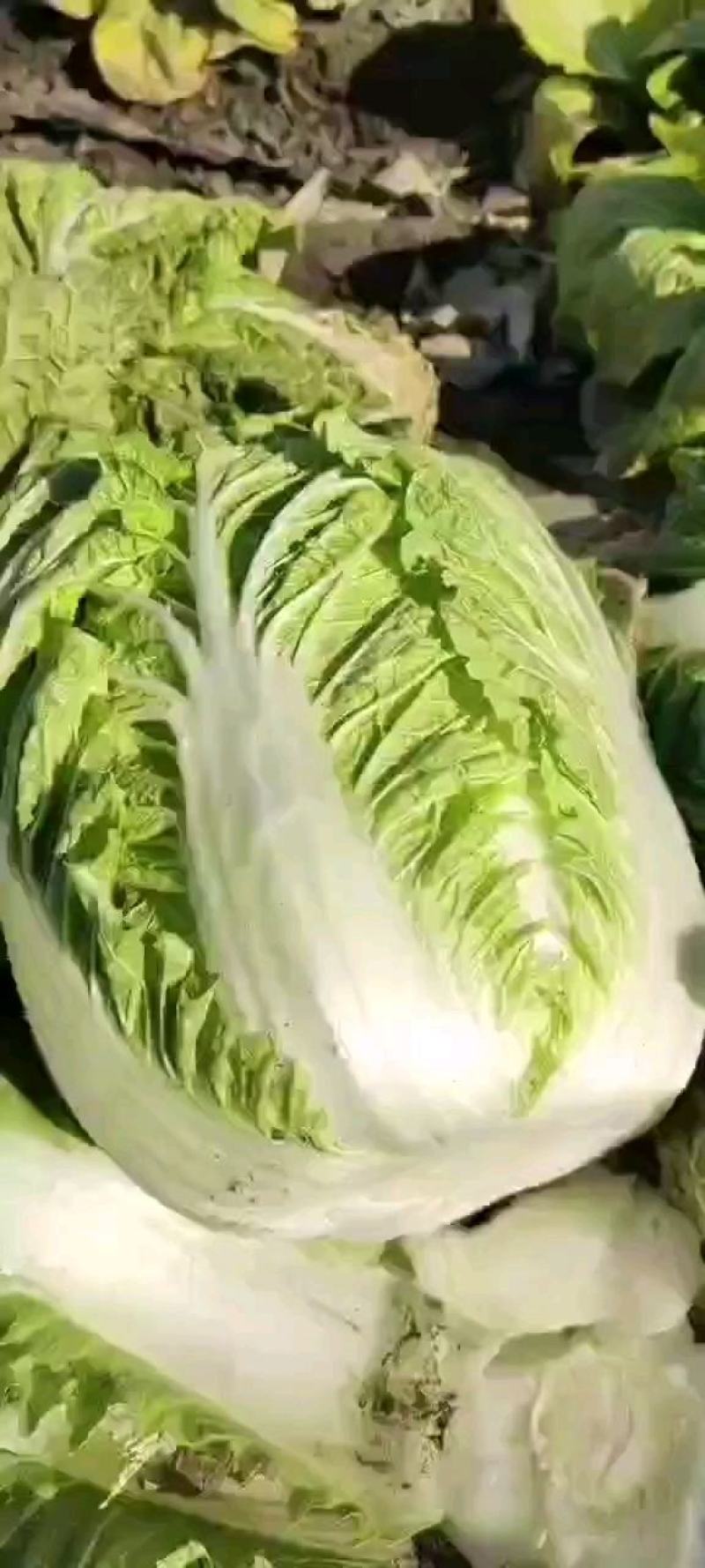 吉林省公主岭黄心白菜，杠菜大量上市，质量三包。欢迎采购