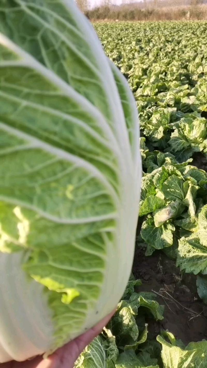 吉林省公主岭黄心白菜，杠菜大量上市，质量三包。欢迎采购