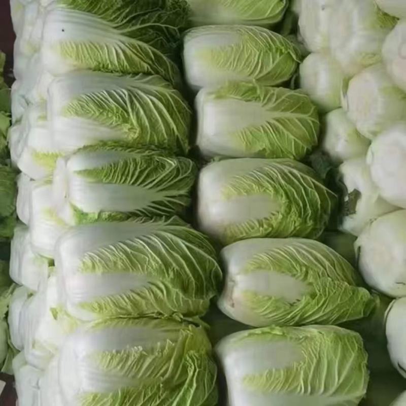 吉林省公主岭黄心白菜，杠菜大量上市，质量三包。欢迎采购