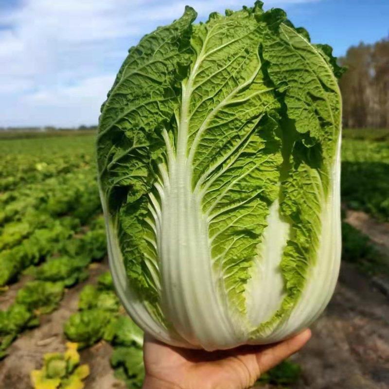吉林省公主岭黄心白菜，杠菜大量上市，质量三包。欢迎采购