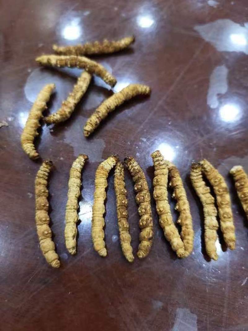 人工养殖冻干原装一级虫草大肉节现货光头强