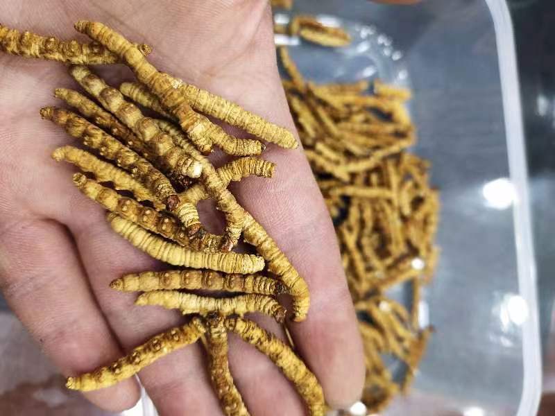 人工养殖冻干原装一级虫草大肉节现货光头强