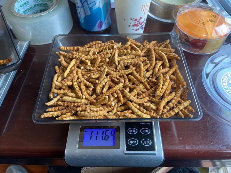 人工养殖冻干原装一级虫草大肉节现货光头强