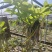 云南基地种植报春石斛，玫瑰石斛，上板好四月份开花