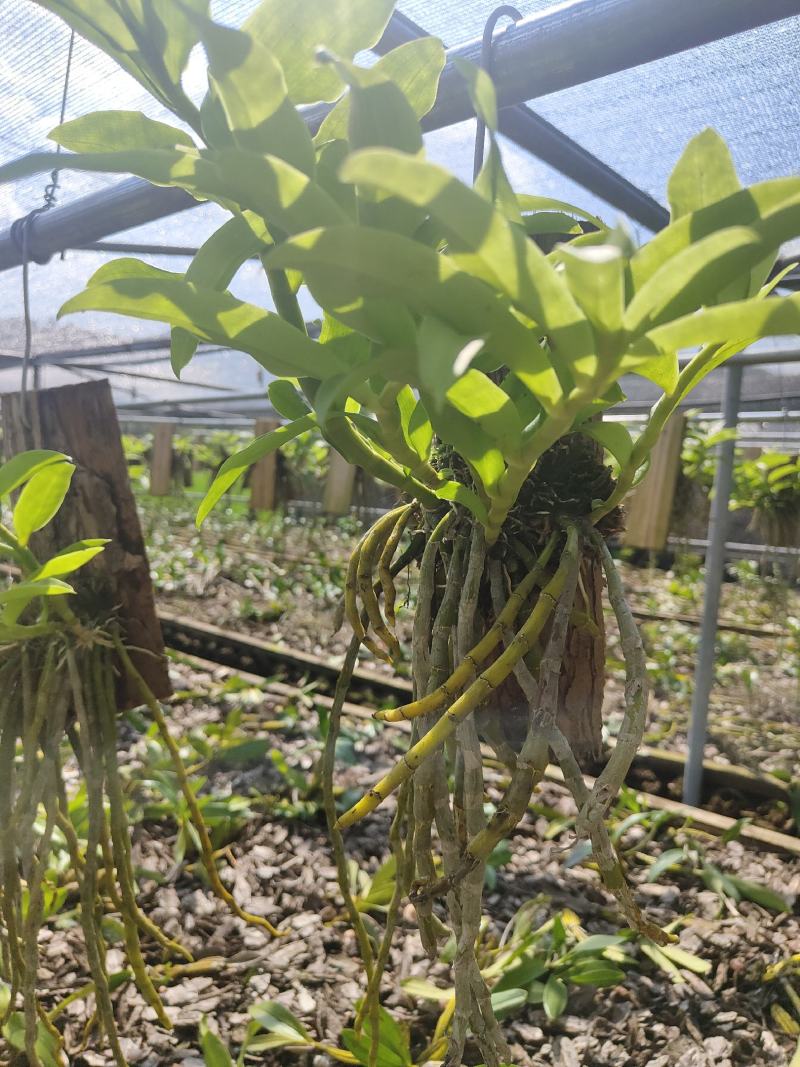 云南基地种植报春石斛，玫瑰石斛，上板好四月份开花