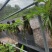 云南基地种植报春石斛，玫瑰石斛，上板好四月份开花